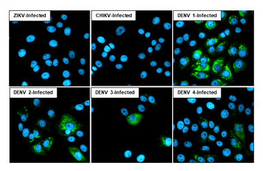 Anti-Dengue virus NS1 protein antibody [HL2658] used in Immunocytochemistry/ Immunofluorescence (ICC/IF). GTX639322